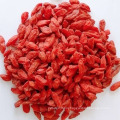 Low Pesticides EU Standard 600 Grains Goji Berry High Quality